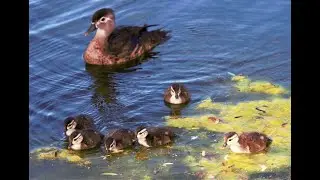 An Afternoon Birdwatching at Santee Lakes