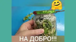 Польза одуванчика+ заготовка на зиму...🤗