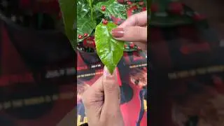 Extending Nail with a real Leaf 🍃 DuckShape 🦆 Failed Blooper Clip 😅 Ladybug& Cat Noir 