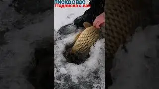 Сазан на мормышку