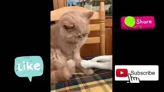 These cats are ninja | Ninja cats | Cute Pets Kingdom