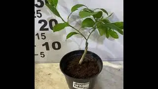новый привоз, растения для 