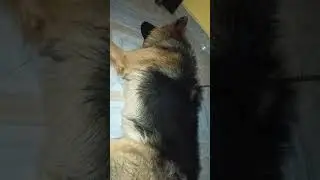 sleeping my Beauty 😍#germanshepherd #doglover #gsd #viral #shortsfeed #youtubeshorts