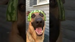 #dog
