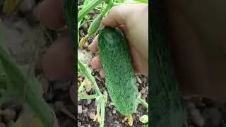 Первый урожай,а что у Вас?