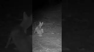 ÇAKAL KAŞINIYOR! #çakal #jackal #youtubeshorts #keşfet #wildlife #trailcam #trailcamera #wolf
