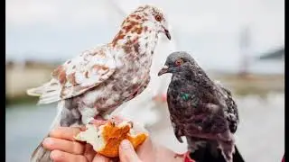 Top Most beautiful Spectacular Birds In The World