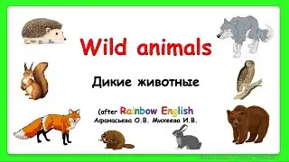 Rainbow English 3 класс. Дикие животные. Wild animals in the forest