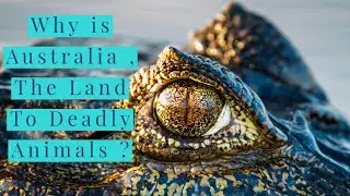 Australia , the land to deadly creatures?