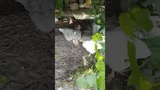 #околофутбола