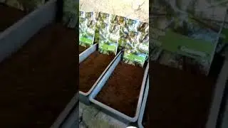 #ГРИНВЕЙ_САЖАЕТ_СОСНЫ
