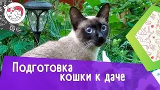 4 правила подготовки кошки к даче