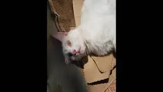Simply Cats