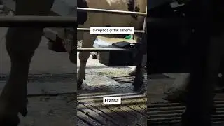Fransa'da çiftliğe süt almaya giden Yozgatlı gurbetçilerin şaşkınlığı 😄