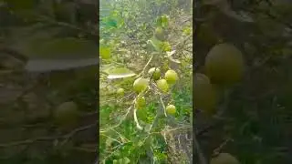 Lemon Tree🍋 #shorts #viral #trending #lemon #farming