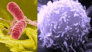 3. The Parts of the Cell
