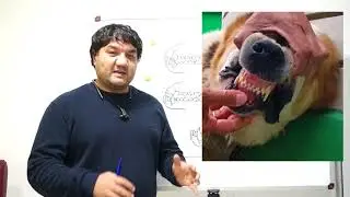 Зубы, прикус и клыки САО.