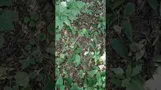 Рой заселился в ловушку
