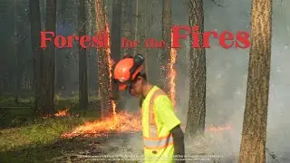 Forest for the Fires (2024) Full Documentary | an Ode to Forest Fires and Monoculture Tree Farms