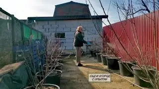 ☑️Обработка Голубики ранневесенняя от болезней.Как приготовить Бордосскую смесь 3%