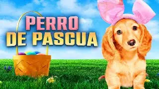 PERRO DE PASCUA | HD | PELICULA FAMILIAR | PELICULA COMPLETA EN ESPANOL LATINO
