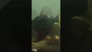 Аквариум  пиранья