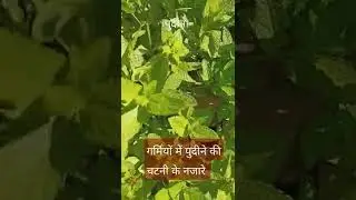 गर्मियों में पुदीने की चटनी के नजारे । घर का पुदीना खुशबूदार और मजेदार