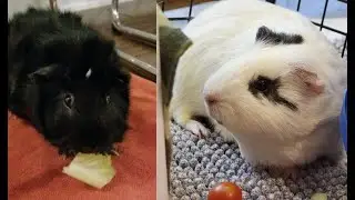 More guinea pigs??? 