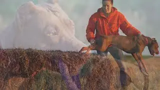 Питбуль Беларусь