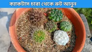 ক্যাকটাস চারা থেকে রুট আনুন || Cactus Baby Roots Growing
