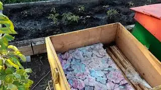 Развитие пчелопакетов....