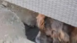 Neufundländer Kim ist bei der Arbeit