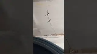 домашние питомцы на СТО #животные