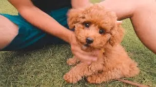 WE GOT A TOY POODLE PUPPY!!