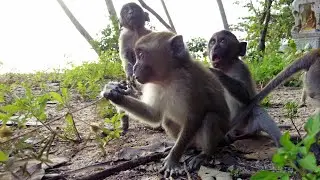Funny Beach Monkey of Thailand
