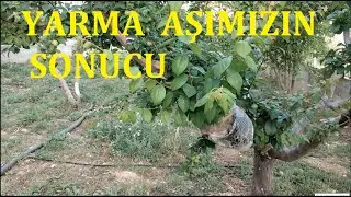 Yarma Erik Aşımızın Sonucu