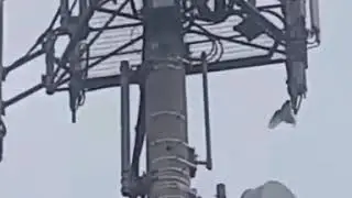 Flamin Galahs ;-) birds and a5G tower 2020 must see!!
