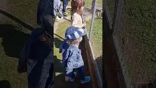 павлин