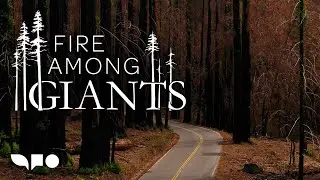 What Happened after the Redwoods Burned?: Fire Among Giants