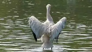 American white pelican facts - American white pelican noise , Majestic Mysteries Unveiled