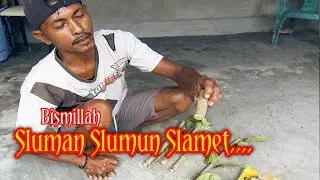 bismillah nanam sancang target cepat