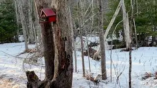 Cute squirrel and ducks up close