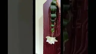Entrance decoration for vinayaka chavithi  #shorts #vinayakachavithi #pooja #telugu #home #ganesha
