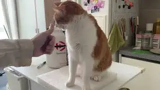 frustrated meow meow