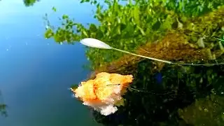 Ловля БЕЛОГО АМУРА на корку хлеба