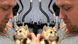 Неземная любовь котенка и папы #shorts