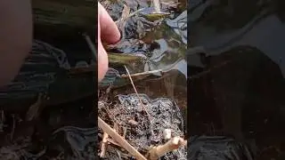 лови удачу за хвост
