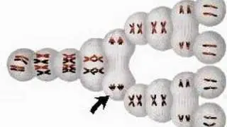 How the Body Works : Gamete Cells
