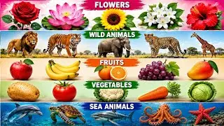 25 Fruits Name English and Hindi I 25 Water Animals Name English to Hindi I Fruits and Animals