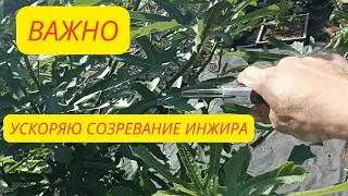 Что бы инжир успел созреть подрезаю его. Что делать что бы инжир созрел вовремя.#инжир #сад #дача